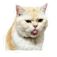 Orange cat mood cats