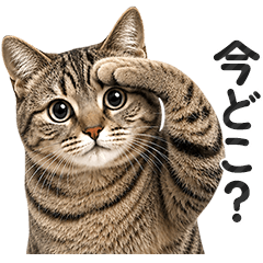 毎日やさしく連絡する猫★キジトラ