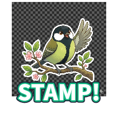 Great Tit wwww