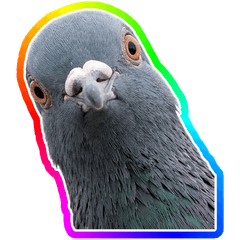 BIG! 【虹色】鳩３