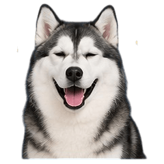 Cute Siberian Husky Sticker V.4