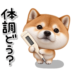 ず～っと使える♡柴犬の優しい気遣い