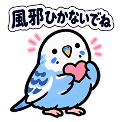 冬のぬくぬく青いインコ