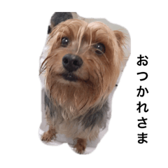 名犬ろきお