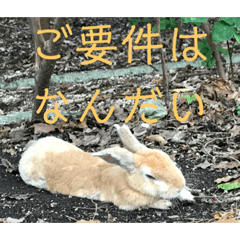 Rabbitsutannpu