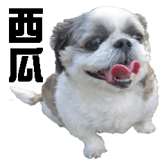 Watermelon In Summer-Watermelon