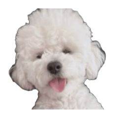 my little bichon somsom