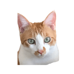 保護猫ナッツの日常