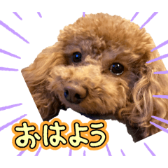 癒しワンコ！！トイプードル