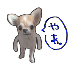 毎日使え！チワワスタンプ