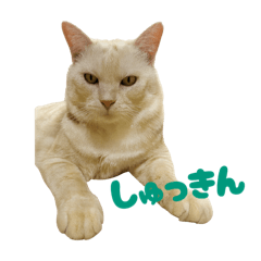 社務ねこシル（大）