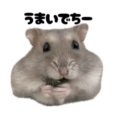 ジャンガリアンハムスター「ぽんずくん」