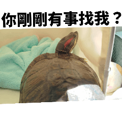 Ivy Chen_20251115211328