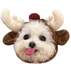 しろい妖精さんの日常