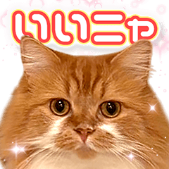 キュンネコ♡さりーの使えるご挨拶