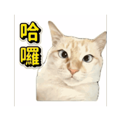 Daily Life of Fifi Cat (Animated)White