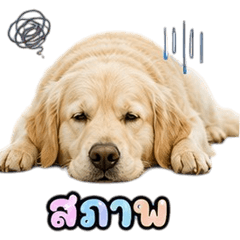 Cute Golden Retriever V.10