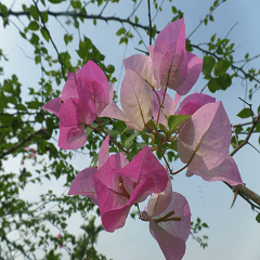 The natural beauty of birds and flowers