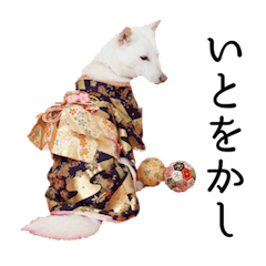 北海道犬まぅの気持ちドレスアップスタイル