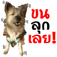 Lablae&Lilly Funny Dogs