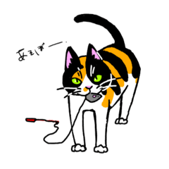 猫のからしちゃん