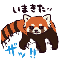 レッサーパンダです。