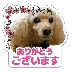 ハイジの日常  LOVE