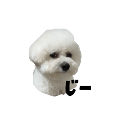 ビションフリーゼのボム