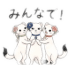 おなごじょ 〜オコジョ女子たちの毎日〜