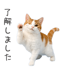 猫★業務連絡（お仕事）