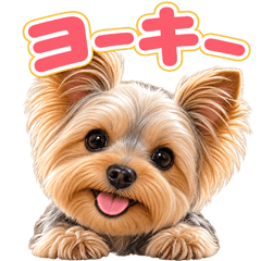 とびだす★ヨークシャーテリア♡ヨーキー