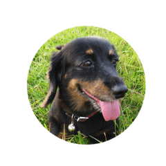 Naturally cute momo's life