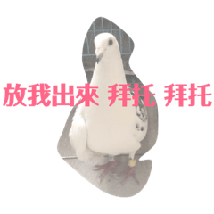 Pet dove