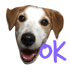 そらわんわんこ