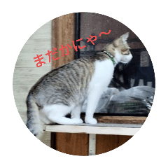 日常スタンプ猫レオ