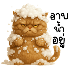 Orange cat, the tense one na ja