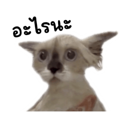 Literally Dusty: What?