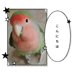 リアルコザクラインコファミリー 写真版