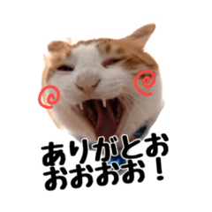 中嶋家のねっこ