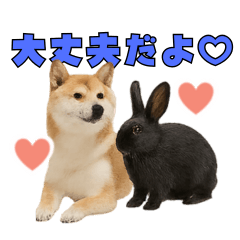 毎日使える!柴犬&黒うさぎ