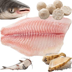 BIG!  パンガシウス