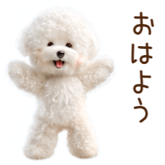 白いふわもこトイプードルのあいさつ