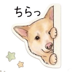 ハッピーのほんわかな毎日