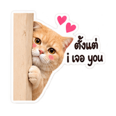 every day with meaw