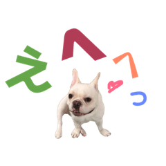 French bulldog Rocket-2